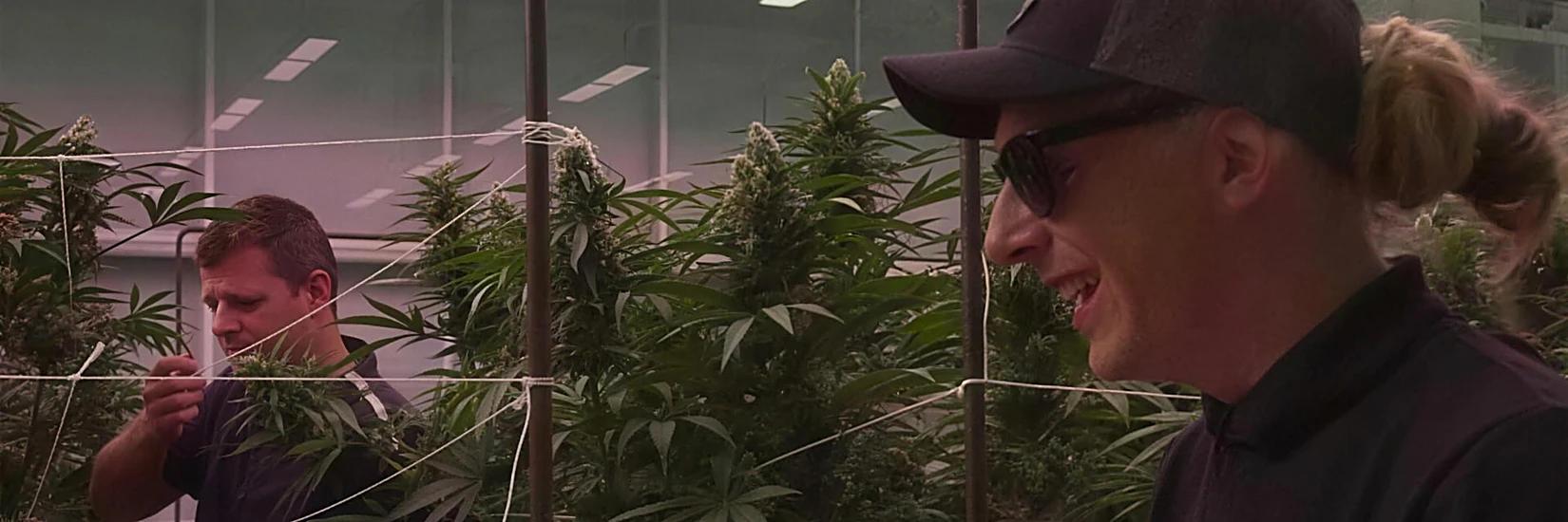 AZARIUS · F1 hybrid cannabis genetics: inside RQS testing at Inexo
