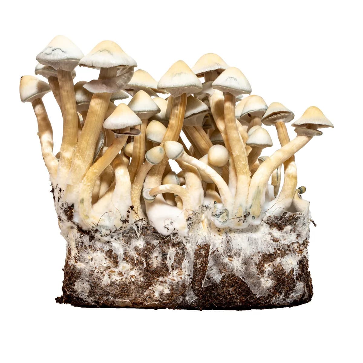 Albino A+ nestemäinen rihmastoruisku (Acid Shroomz)