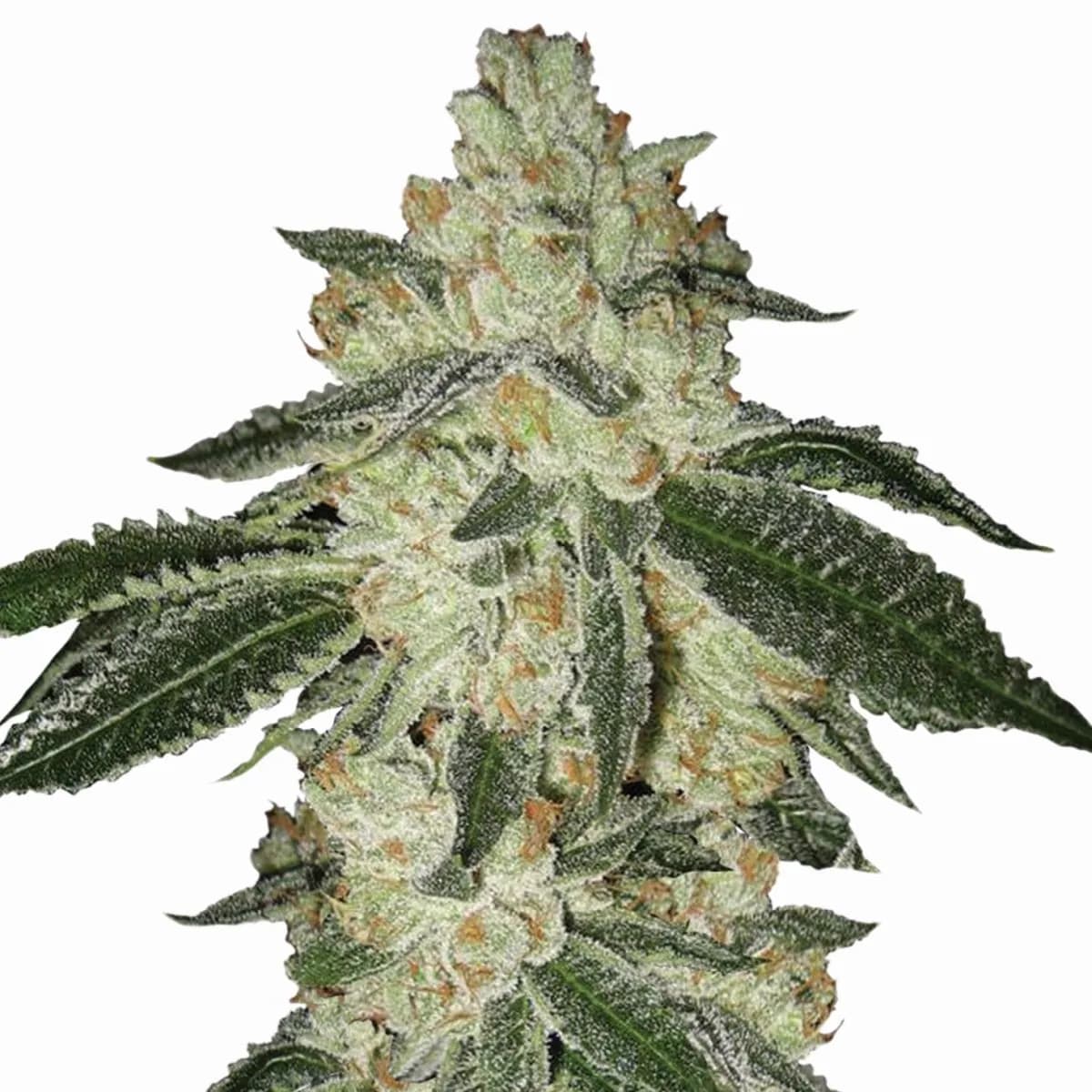 Aurora Indica Auto (Nirvana)