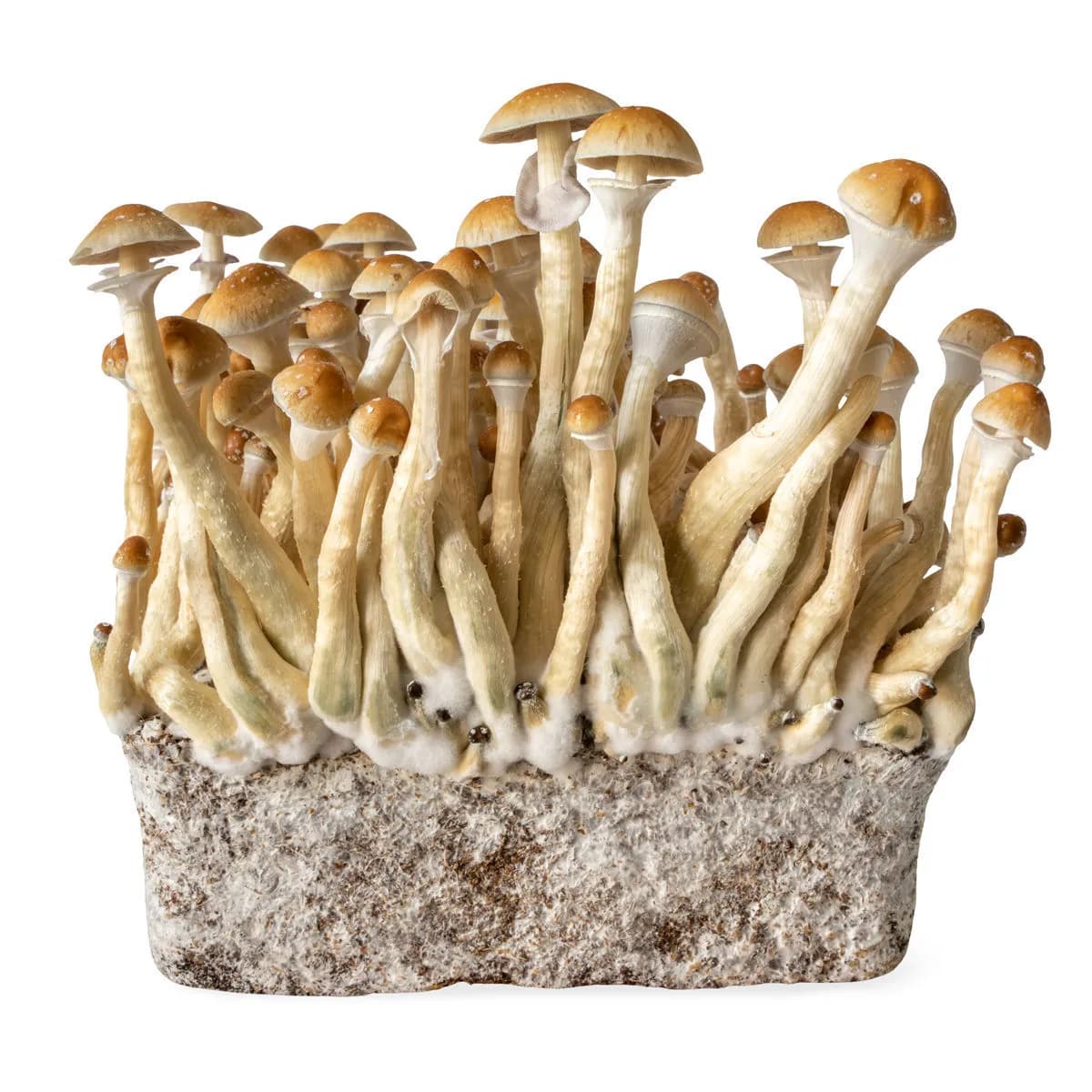 B+ nestemäinen viljelmäruisku (Acid Shroomz)