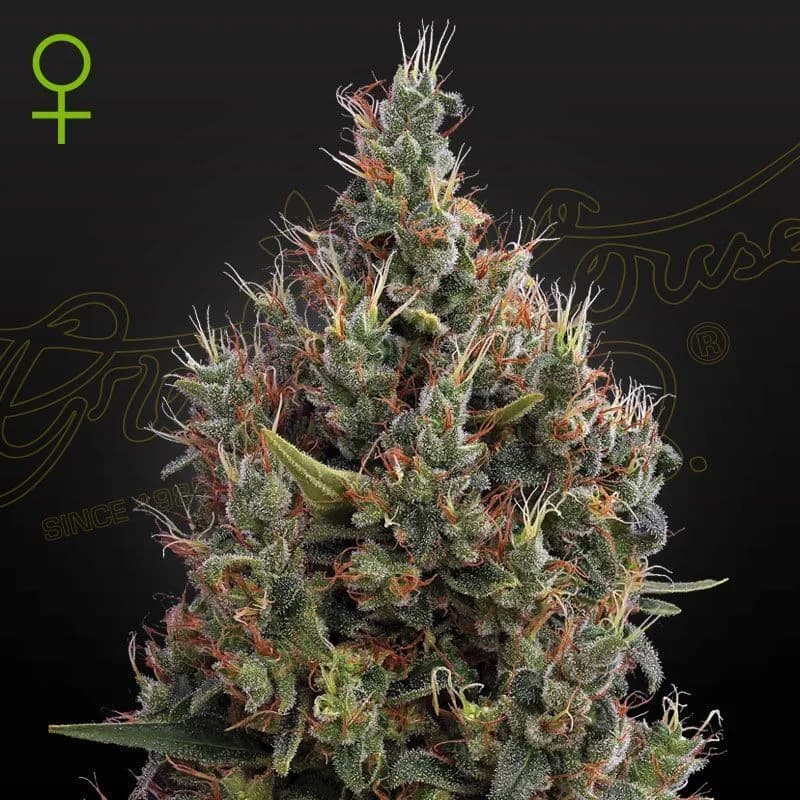 Big Bang Autoflowering
