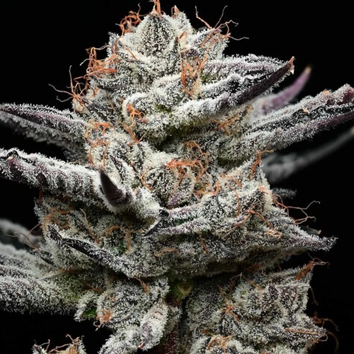 Black Cherry Gushers (Barney's Farm x Backpackboyz)