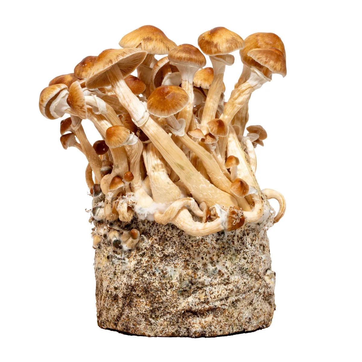Cambodia-nesteviljelmäruisku (Acid Shroomz)