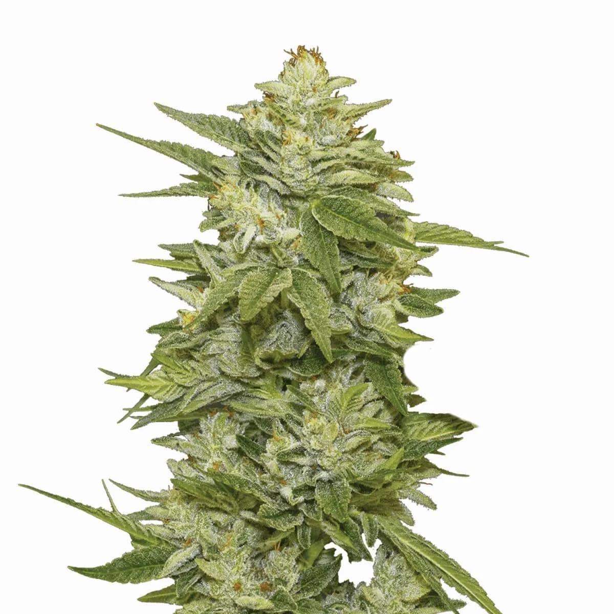 GG-48 Auto (Nirvana)