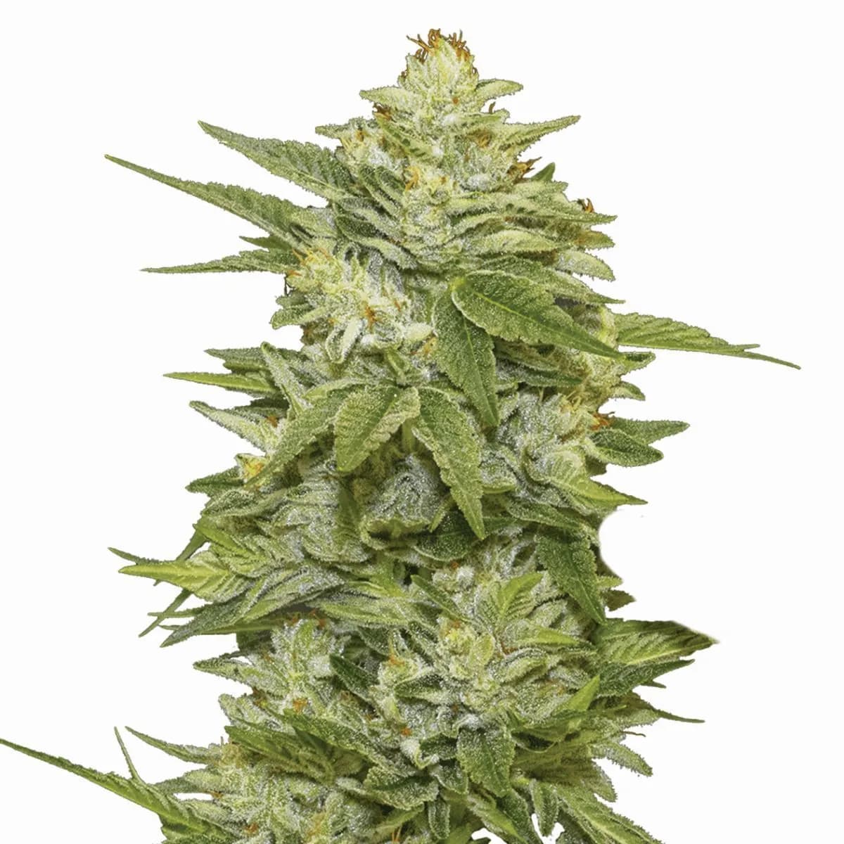 GG-48 (Nirvana)