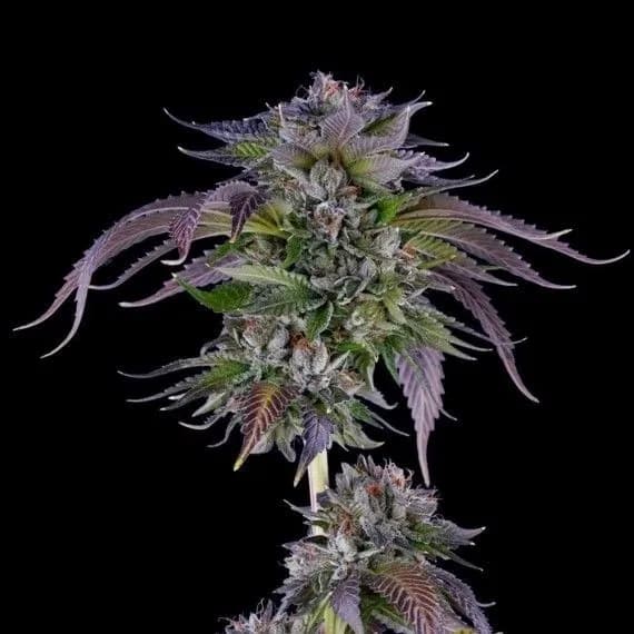 L.A. Confidential
