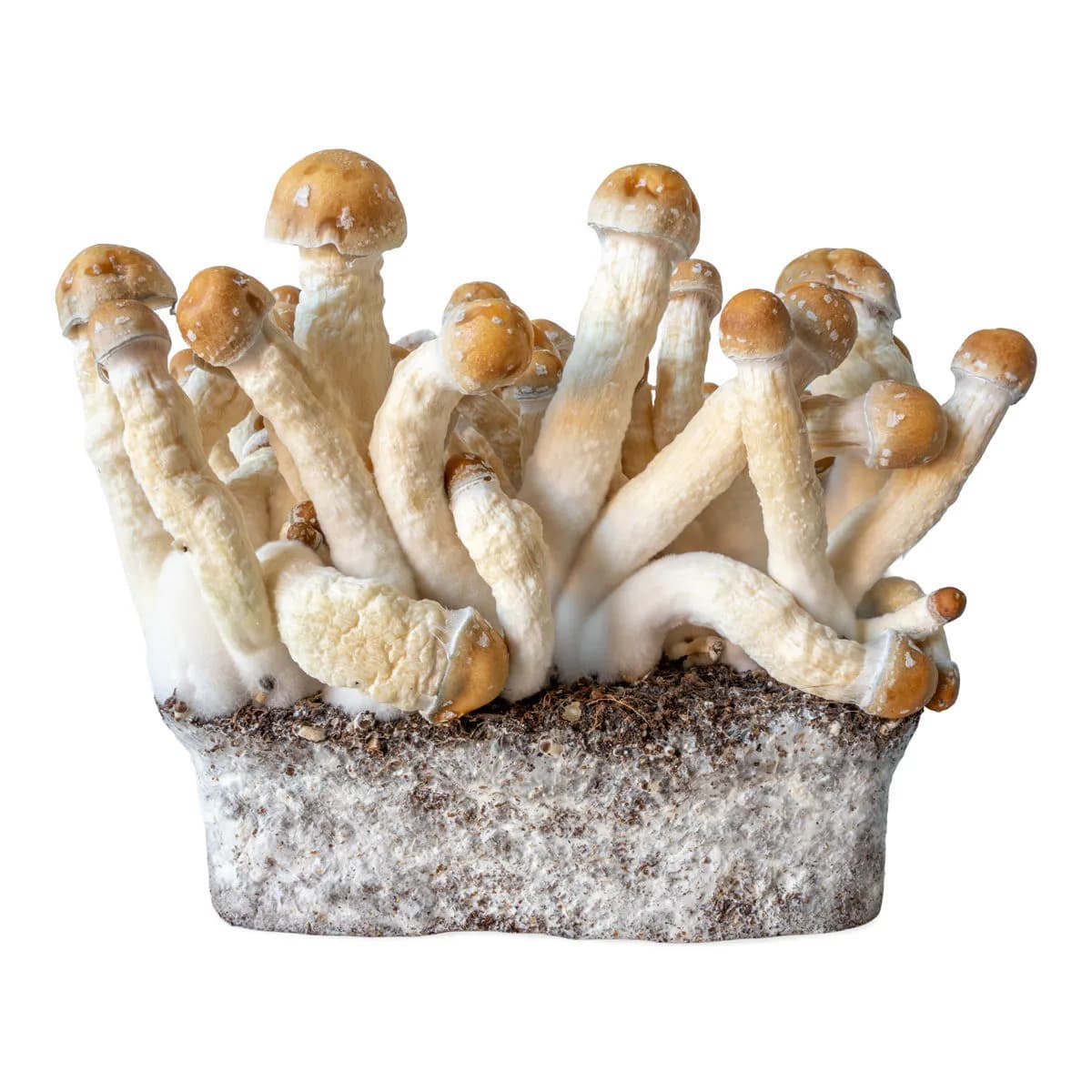 Penis Envy -nesteviljelmäruisku (Acid Shroomz)