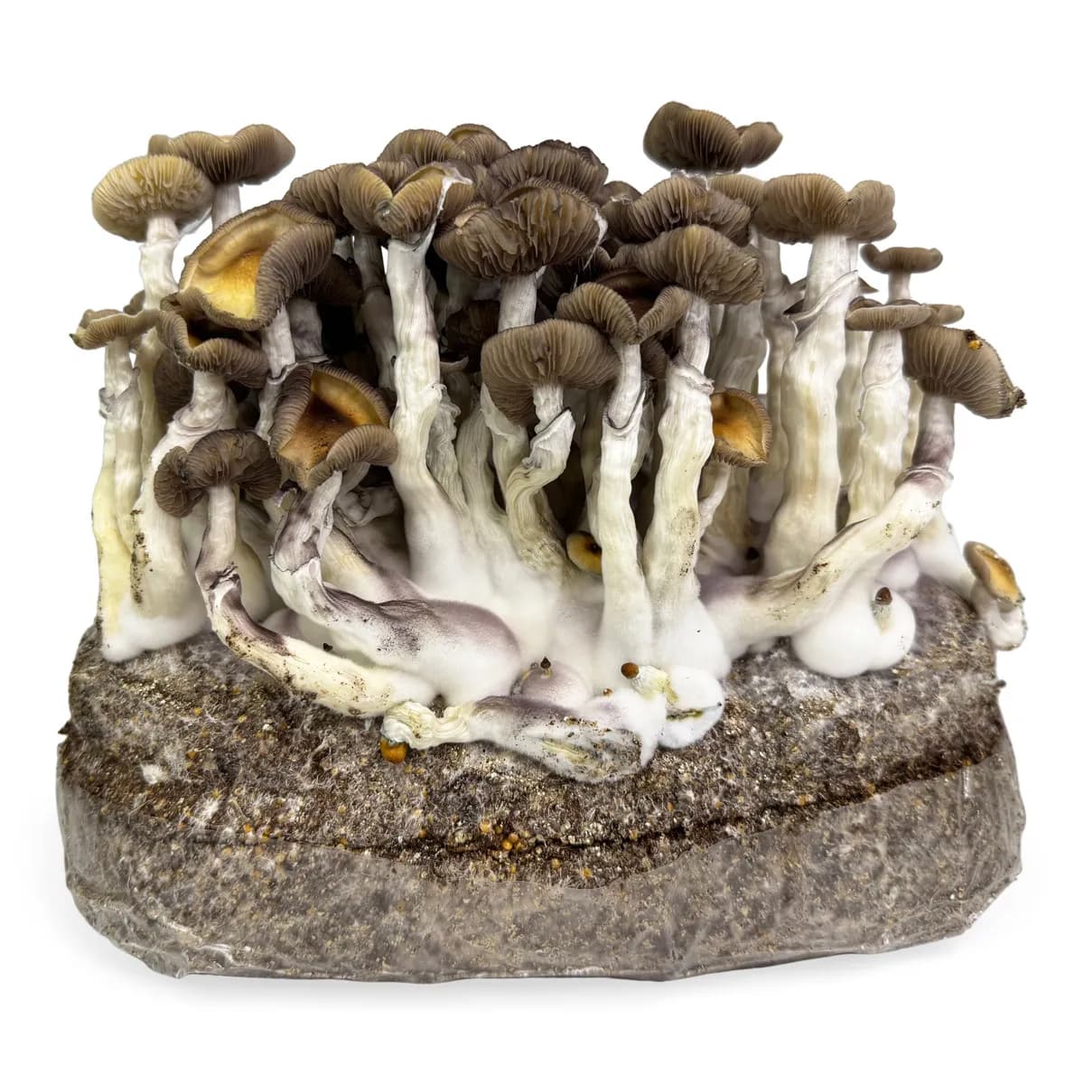 Ready-2-Grow-kasvatuspussi 'Golden Teacher'