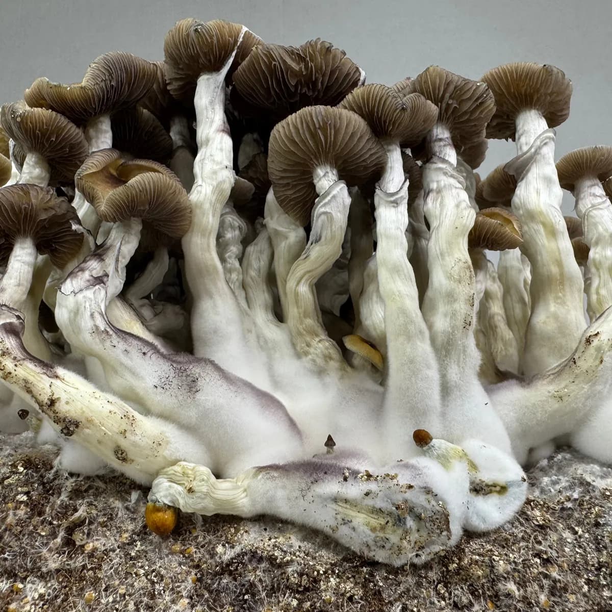 Ready-2-Grow-kasvatuspussi 'Golden Teacher'