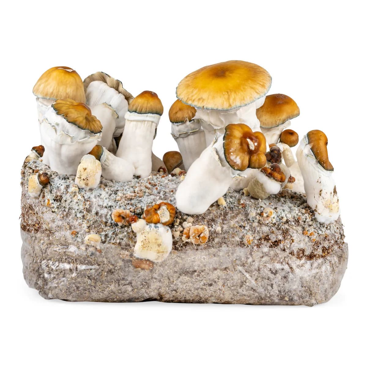 Ready-2-Grow-kasvatuspussi 'Hillbilly Pumpkin'