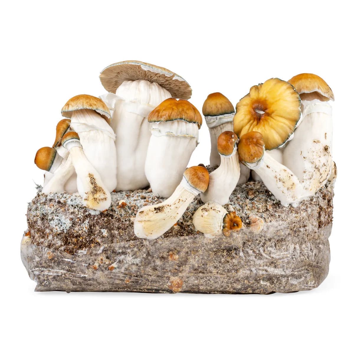 Ready-2-Grow-kasvatuspussi 'Hillbilly Pumpkin'