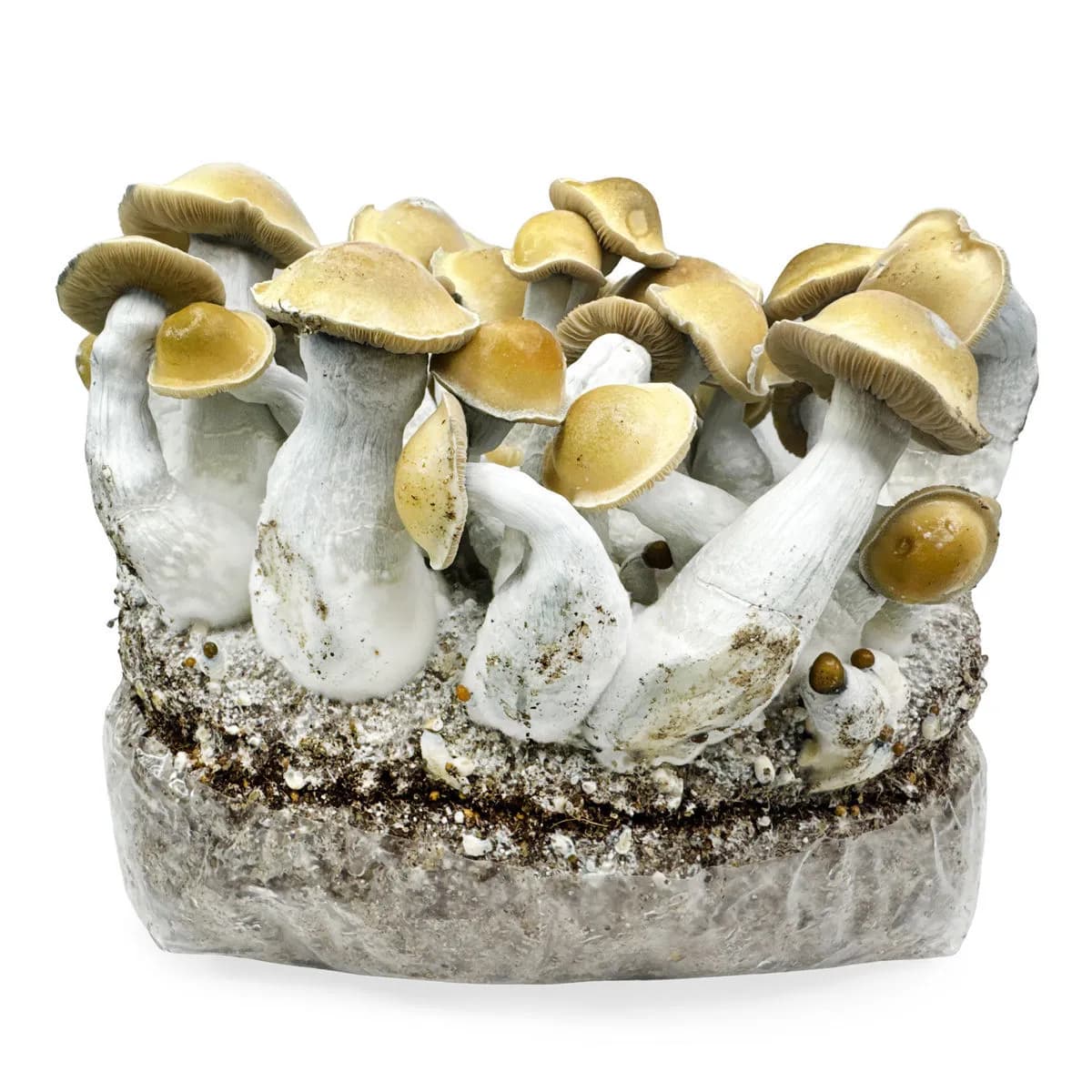 Ready-2-Grow -kasvatuspussi 'Makilla Gorilla'