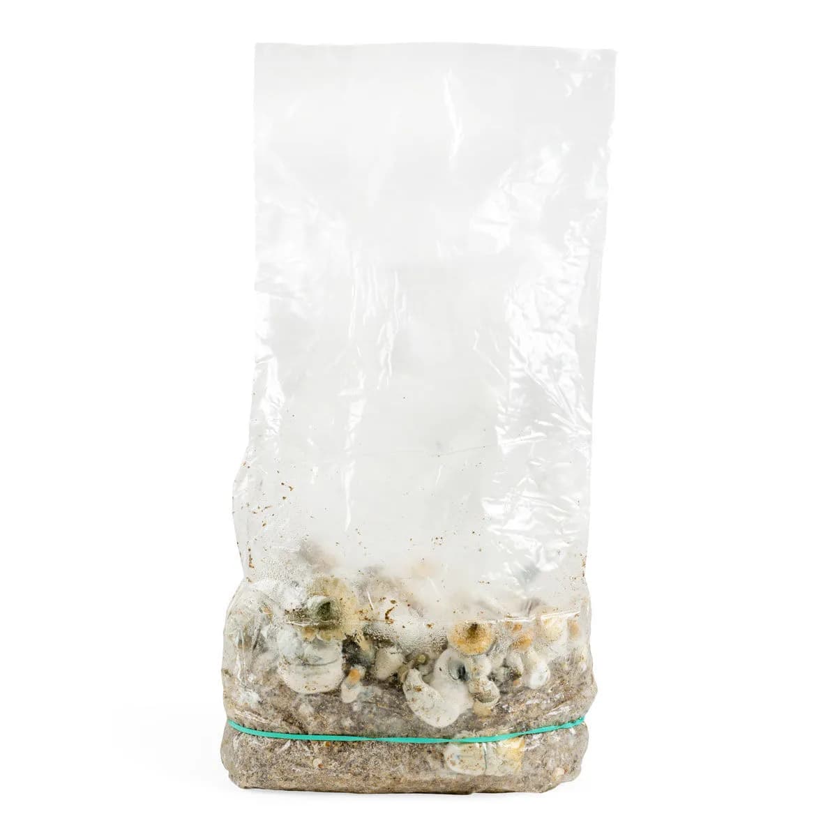 Ready-2-Grow -kasvatuspussi 'Makilla Gorilla'