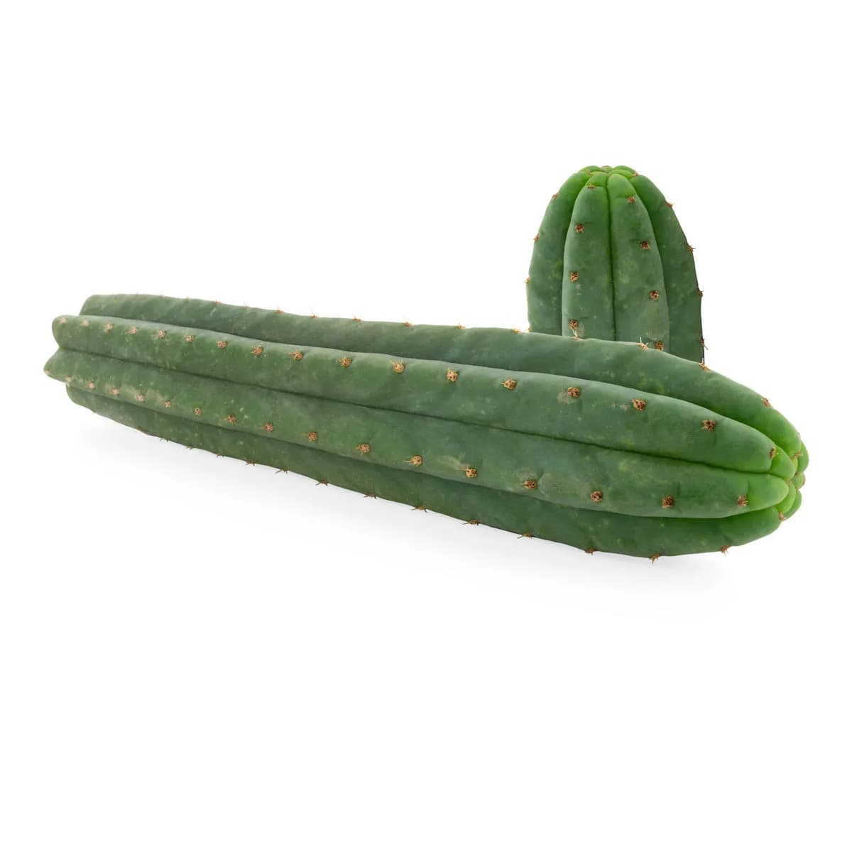 7-harjanteinen San Pedro (Echinopsis pachanoi)