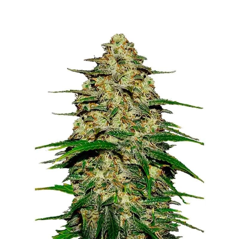 Wedding Cheesecake Auto