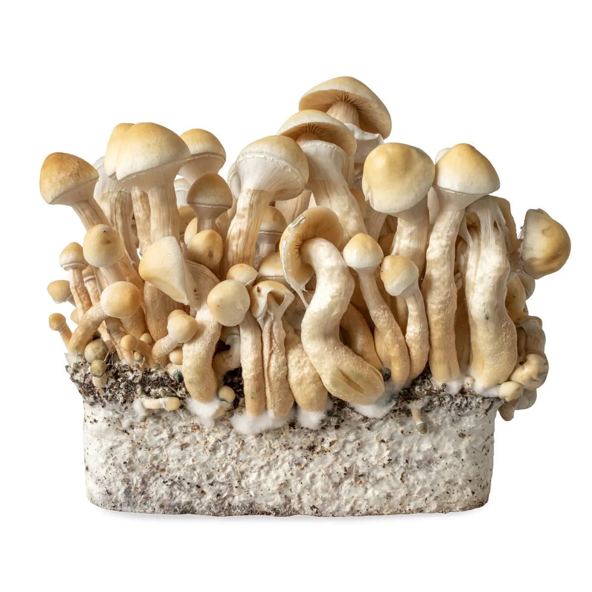 White Rabbit nestemäinen viljelmäruisku (Acid Shroomz)