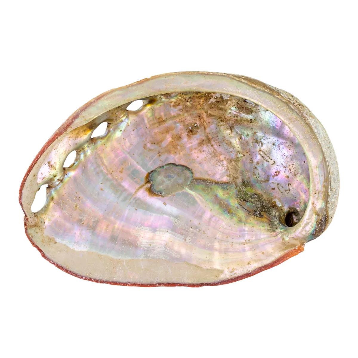 Abalone-simpukankuori
