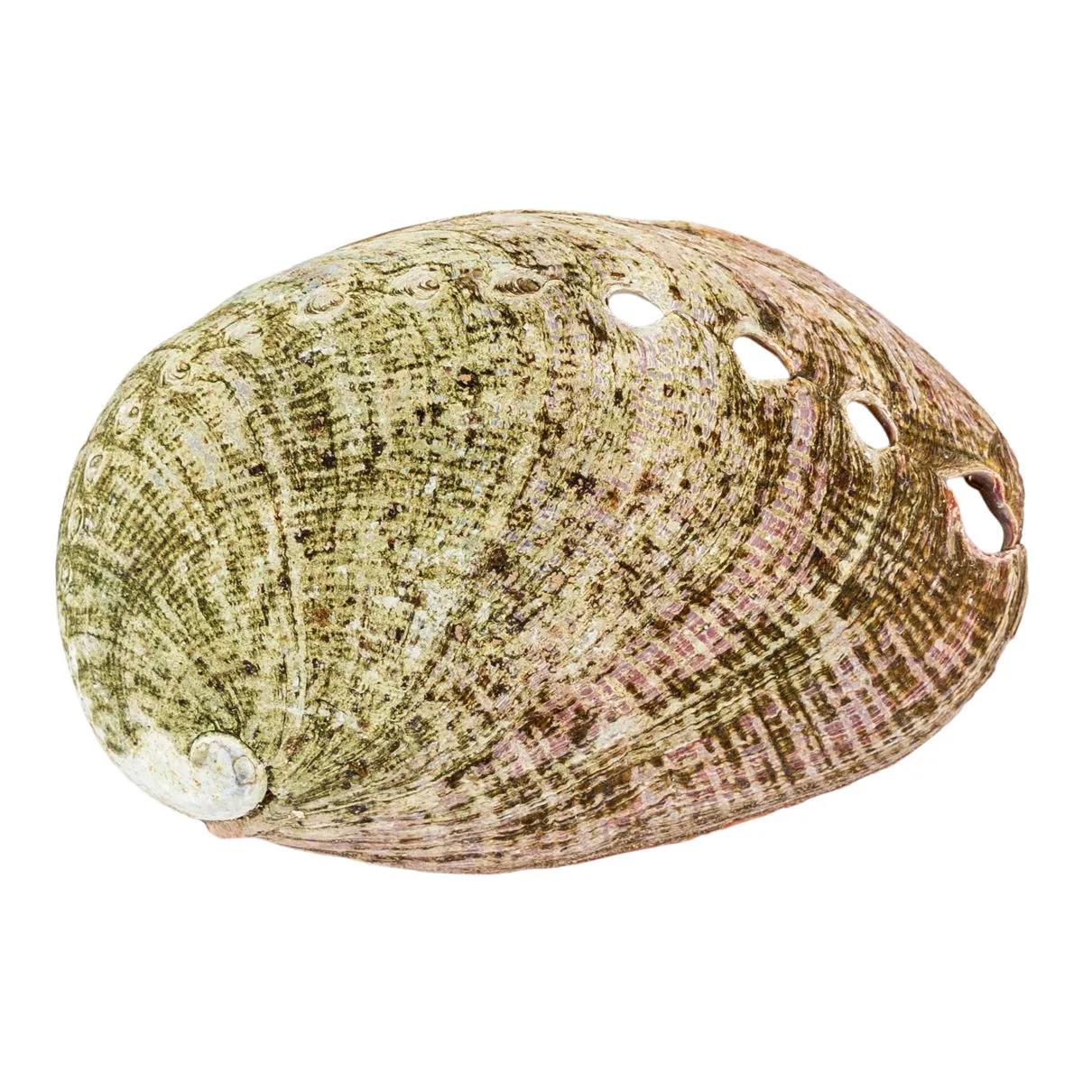 Abalone-simpukankuori