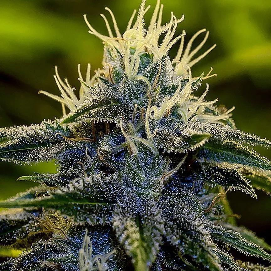Afghan Auto