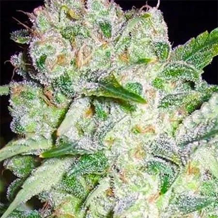 AK-49