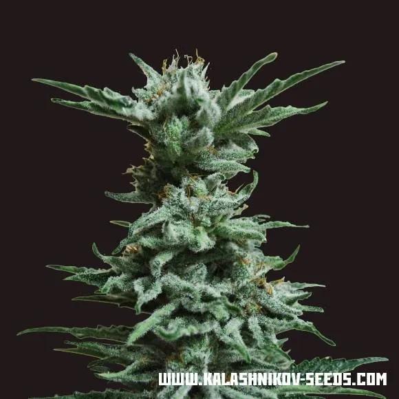 AK Skunk