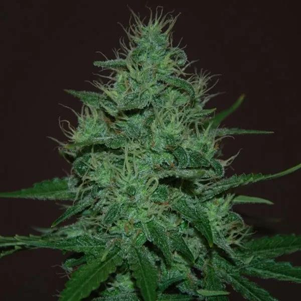 Amnesia Haze Auto
