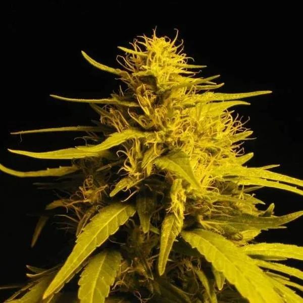 Amnesia Haze