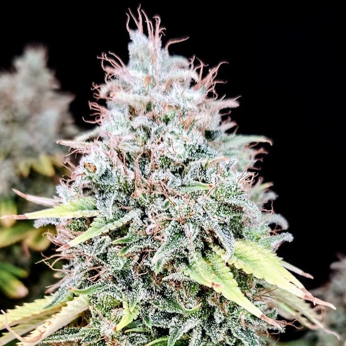 Apple OG