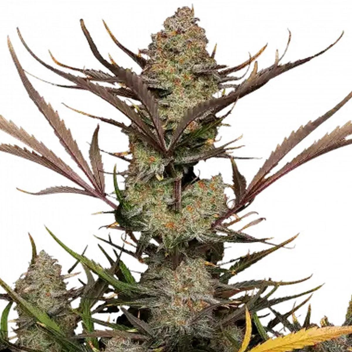 Apple Strudel