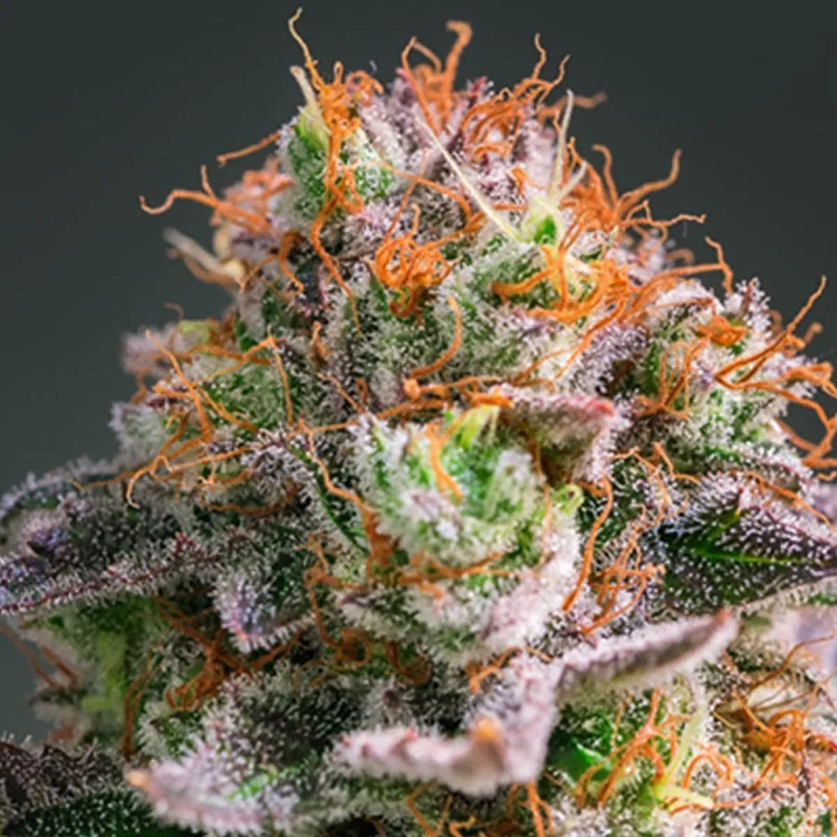 Apricot O.