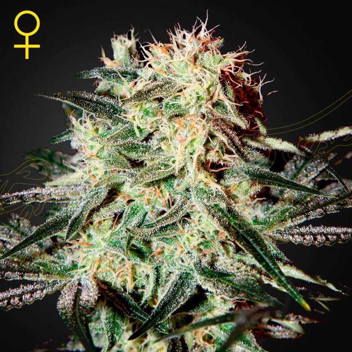 Arjan's Strawberry Haze
