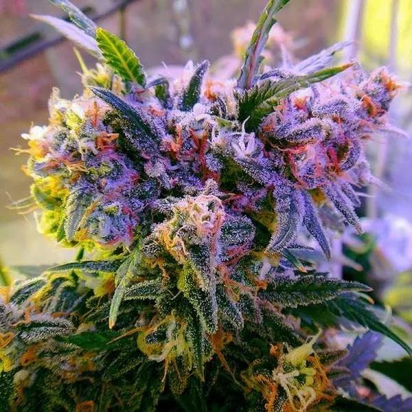 Aurora Indica