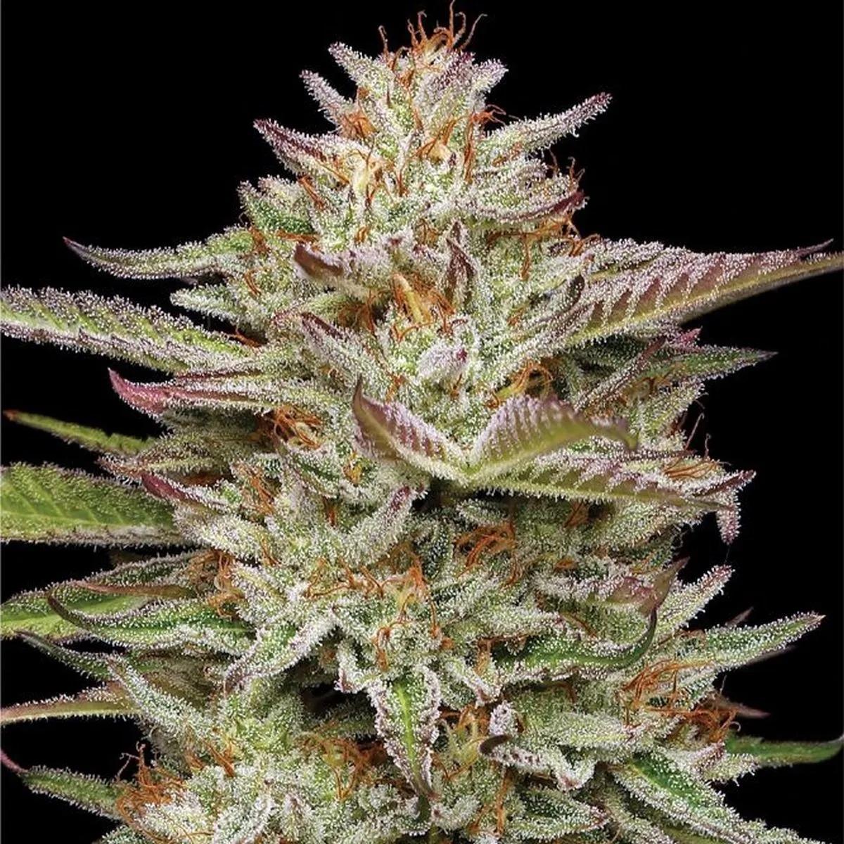 Banana OG