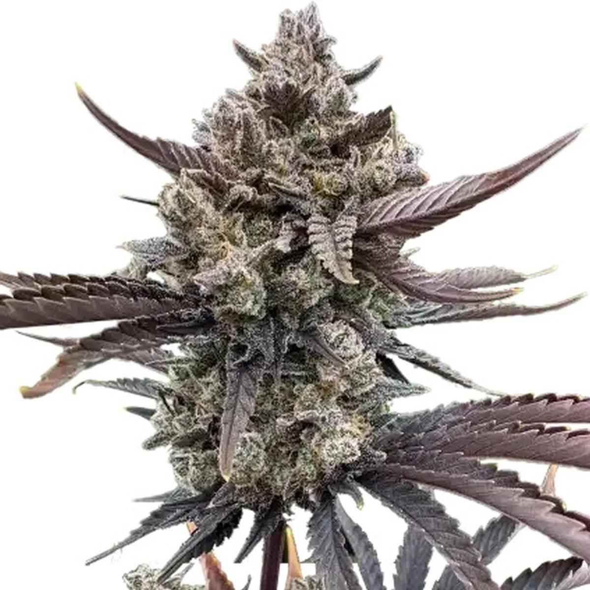 Banana Purple Punch Auto RF3