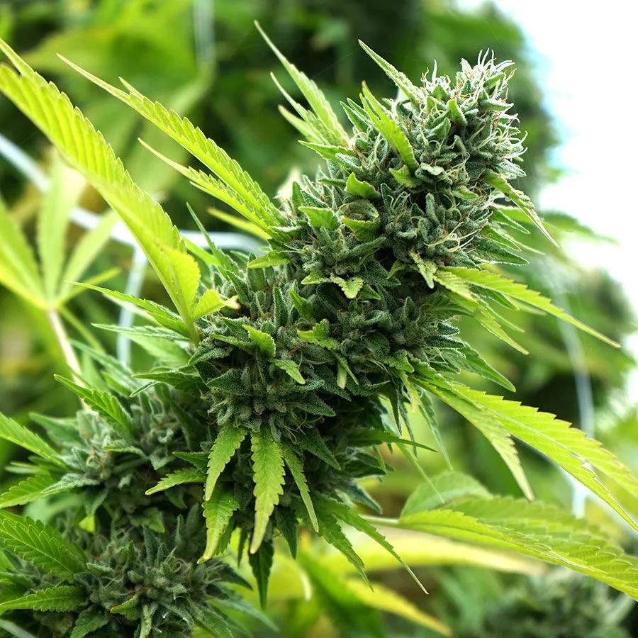 Banana Sapphire (Humboldt Seed Organization)