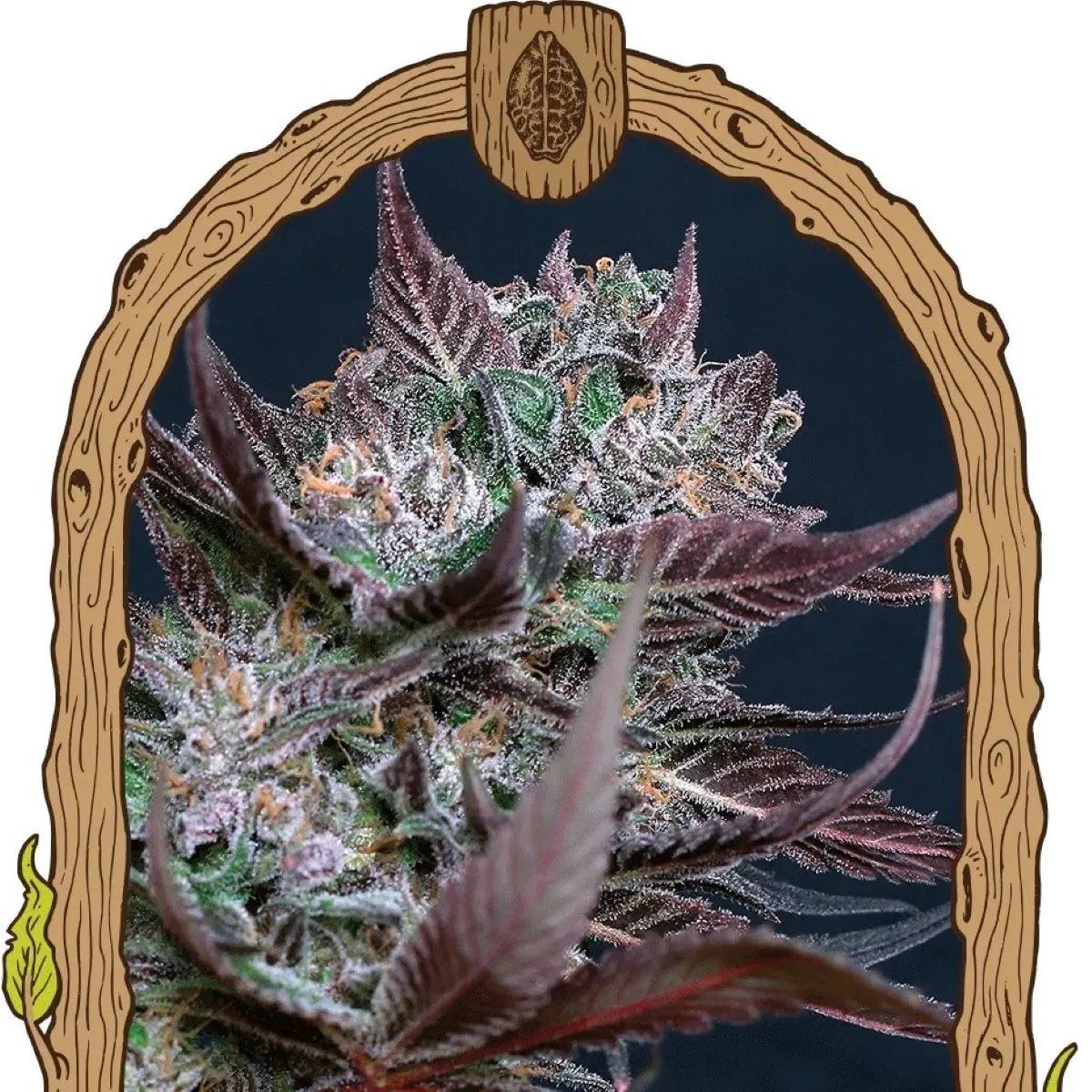 Black Lemon (Exotic Seed)
