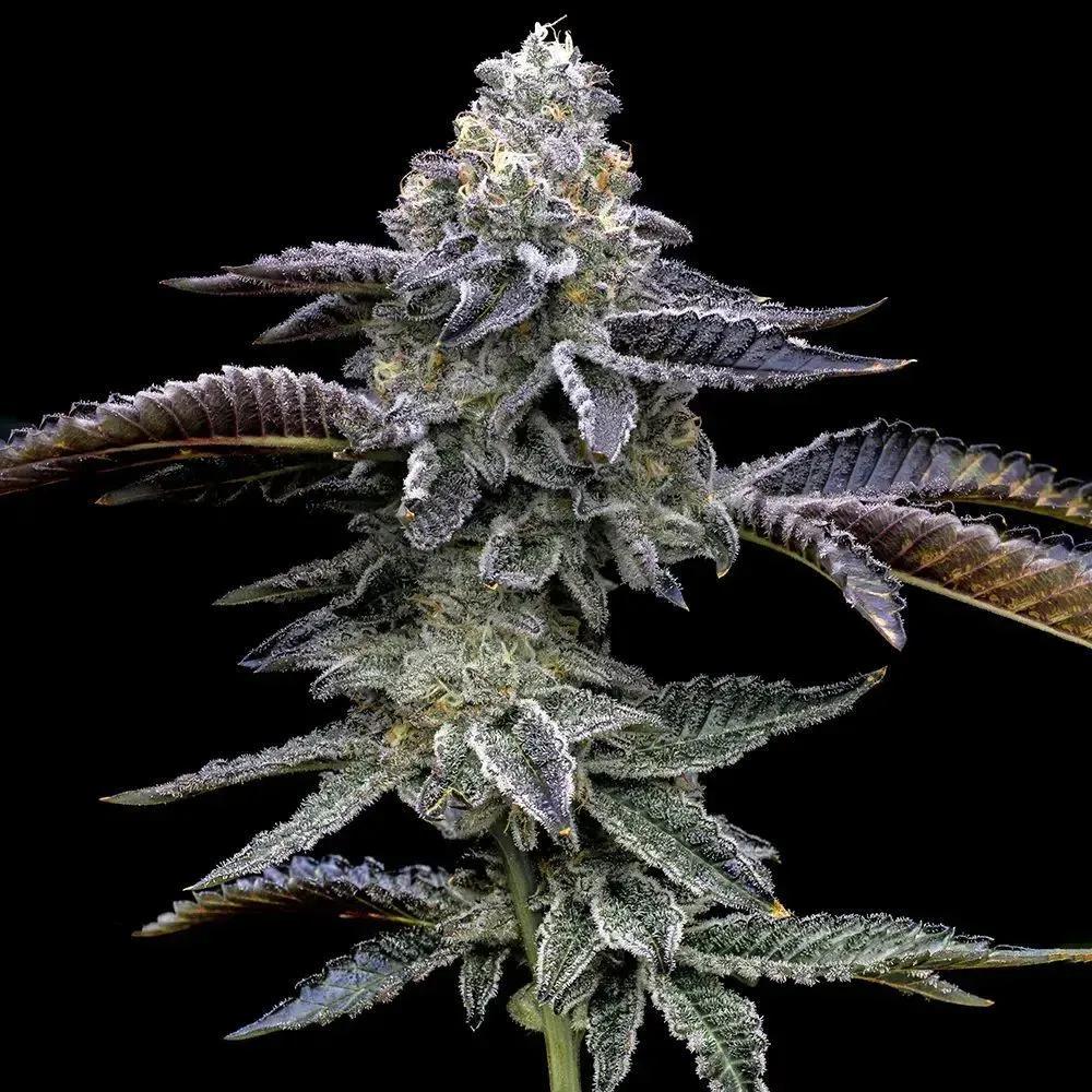 Blue Dream