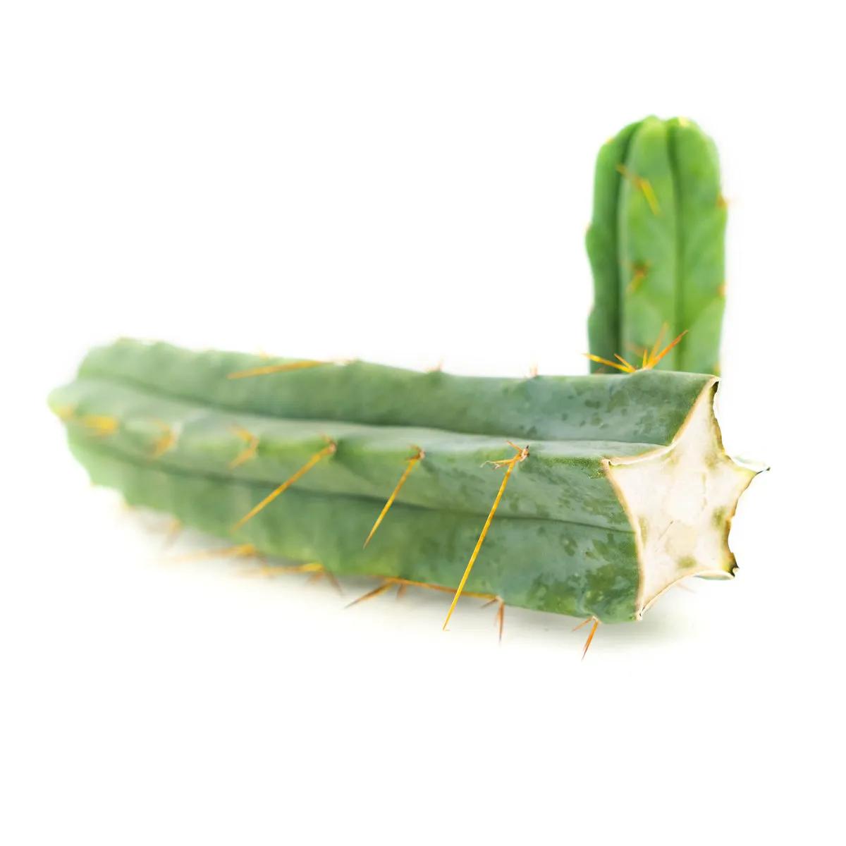 Bolivian Torch -kaktus