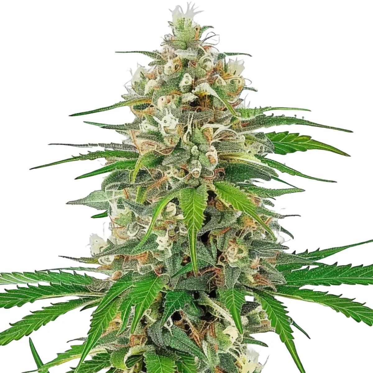 Bruce Banner Auto