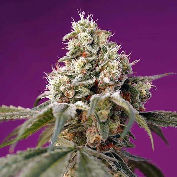 Bruce Banner