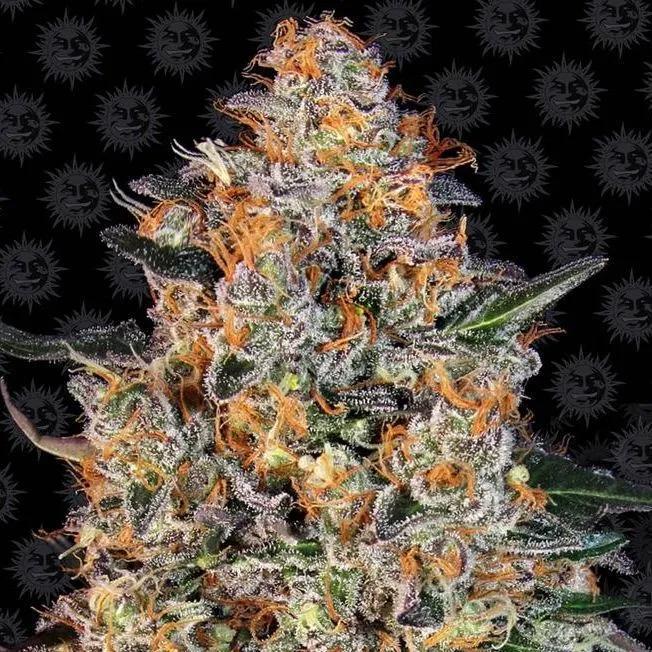 Bubba Kush