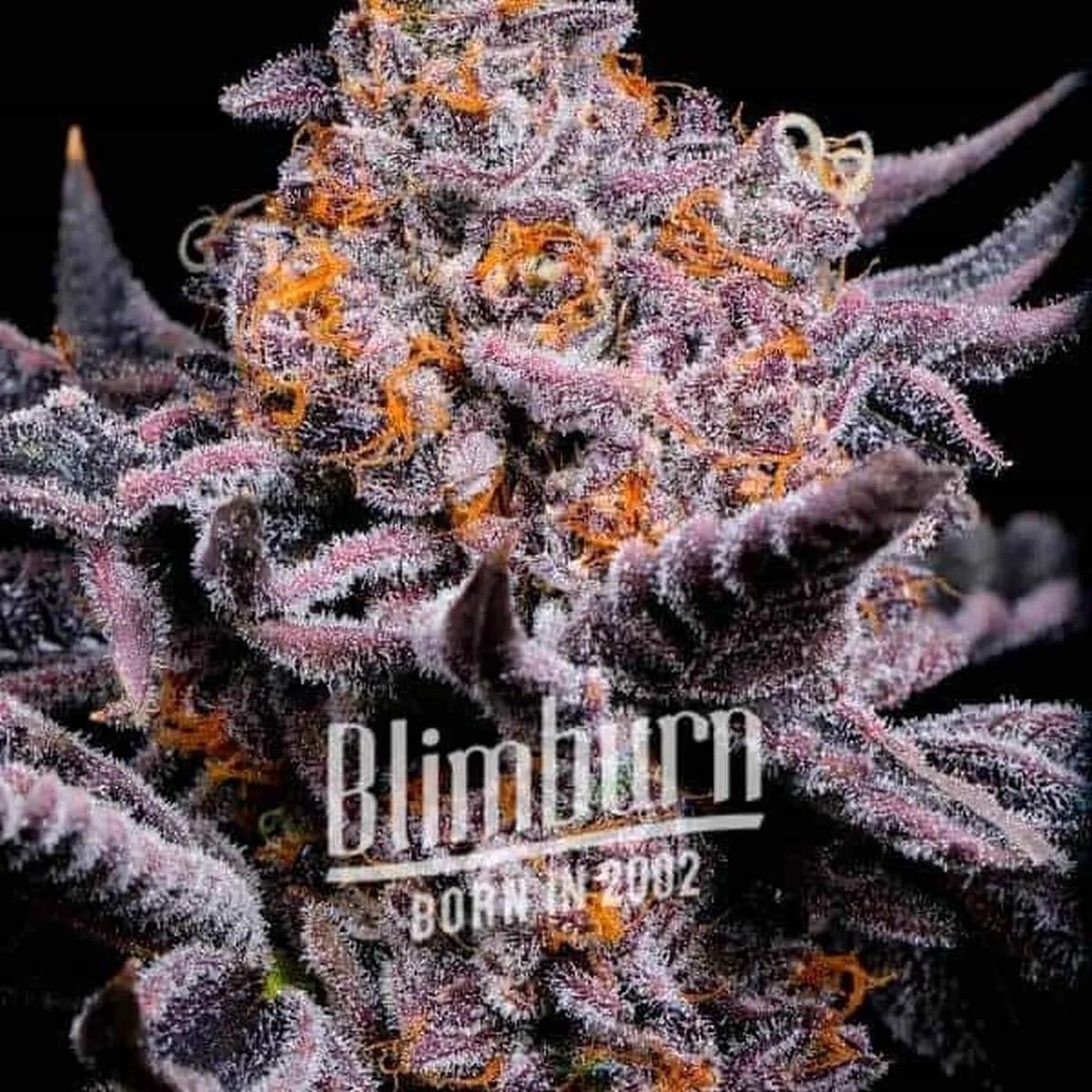 Bubble Gum Sherb