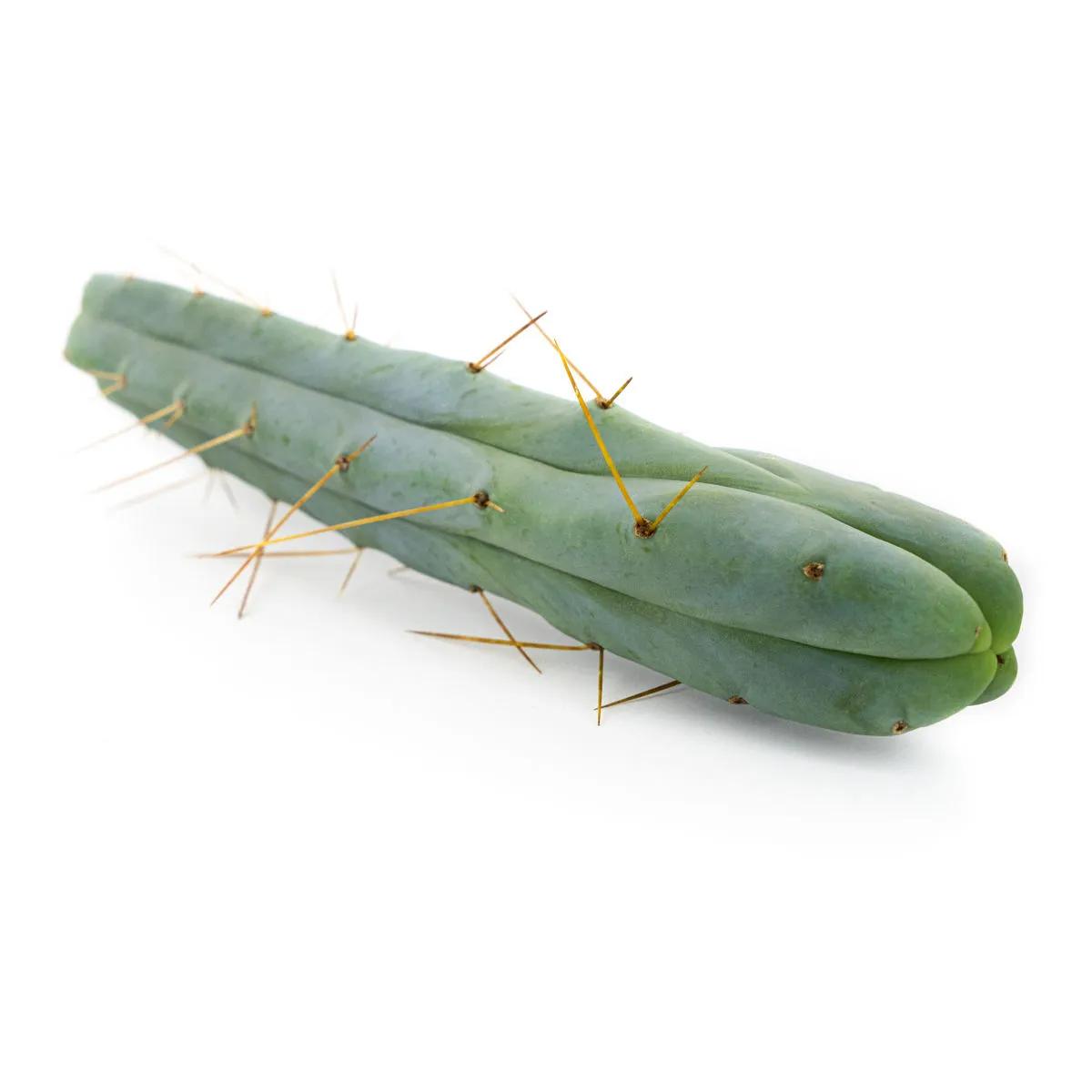 Neljän tuulen kaktus