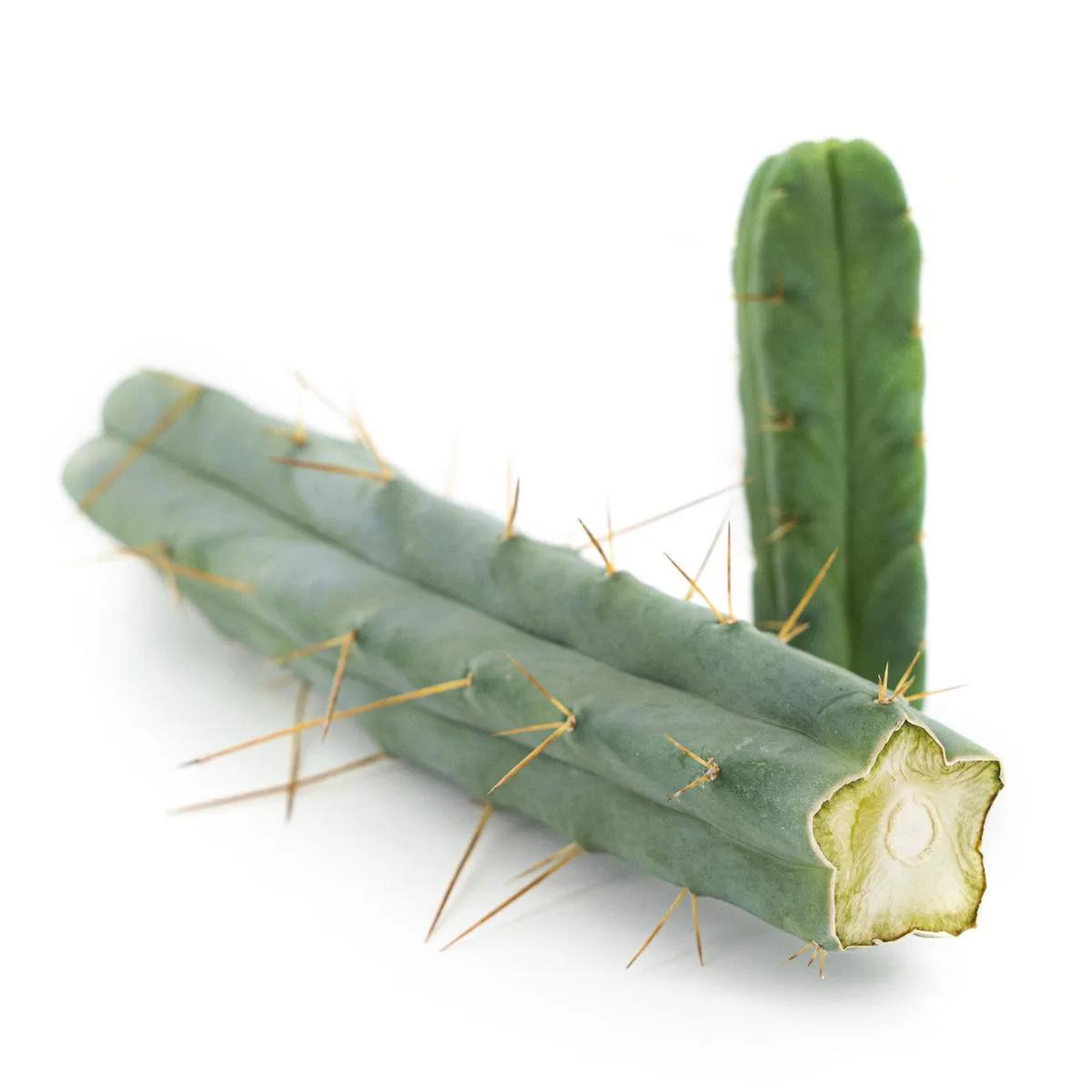 Neljän tuulen kaktus