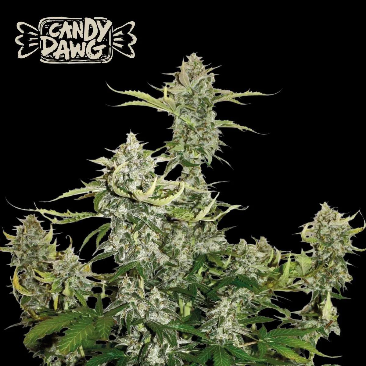 Candy Dawg Auto (Seedstockers)