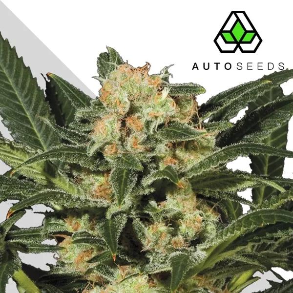 Candy Kush