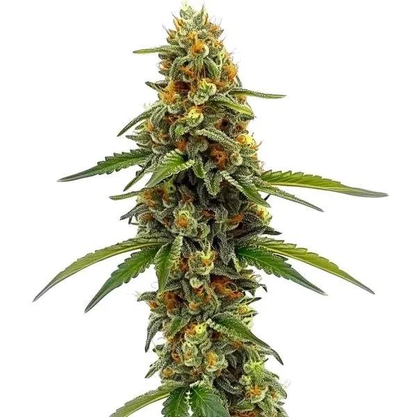 CBD ACDC