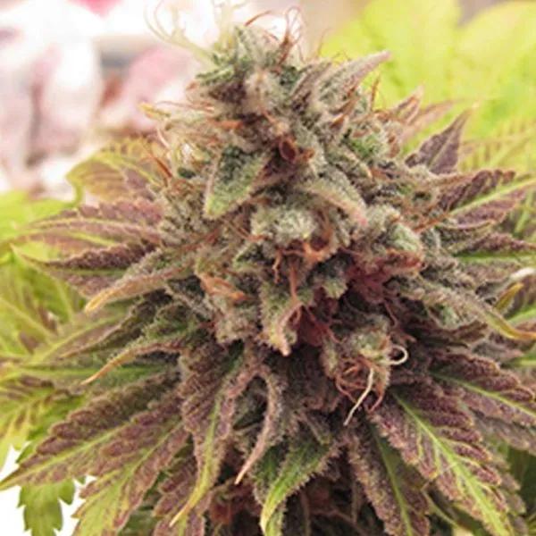 Chem Valley Kush