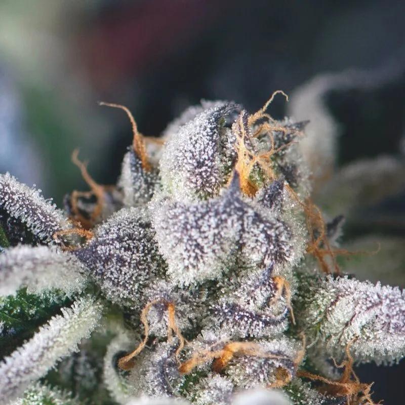 Cookies USA