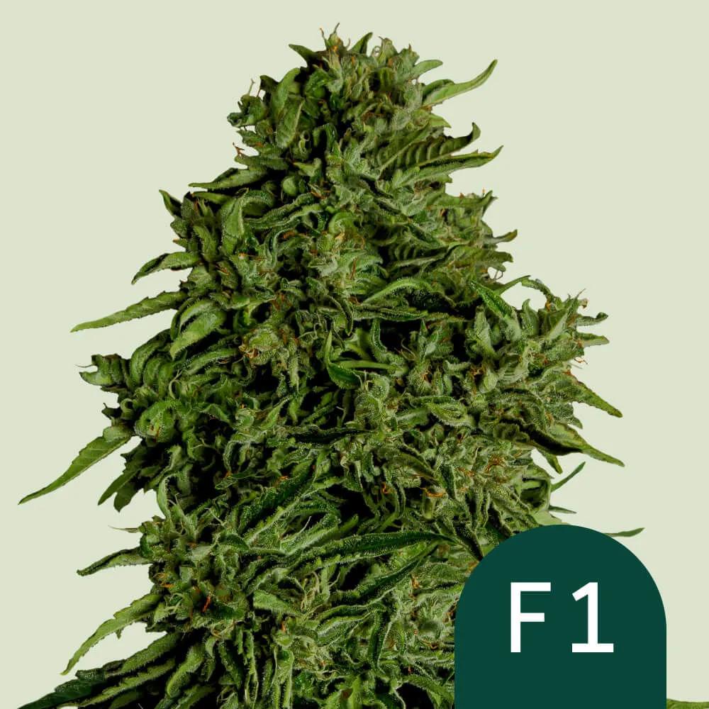 Cosmos F1 CBD